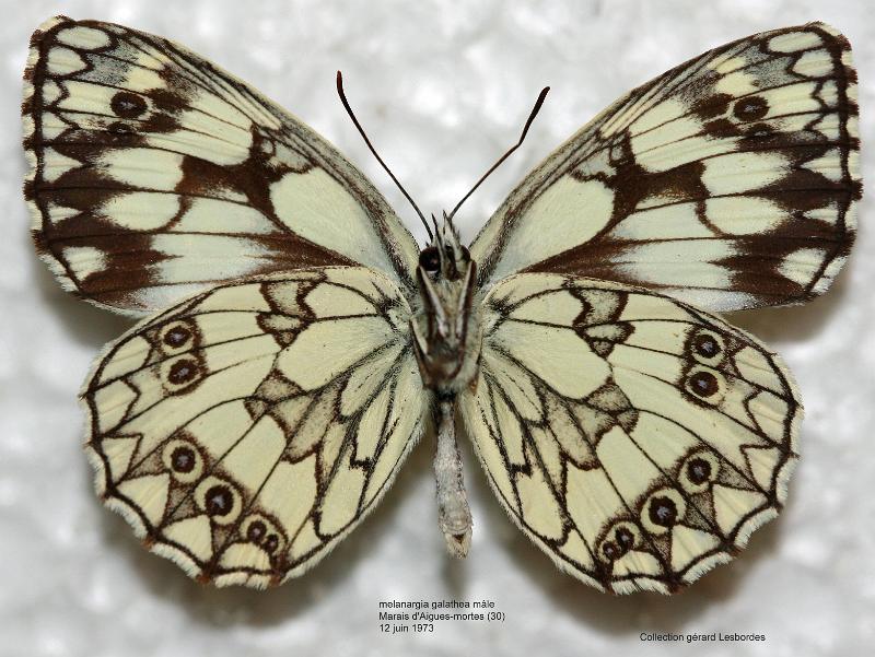 galathea 3.jpg